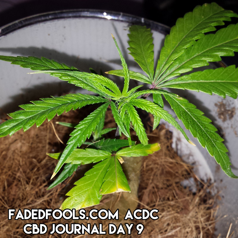 ACDC medical marijuana clone during day 9 of veg growth