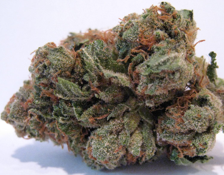 $100 OG Kush August 2009