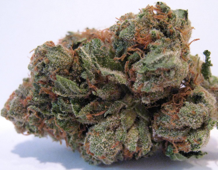 strains of kush. Lately the $100 strain has