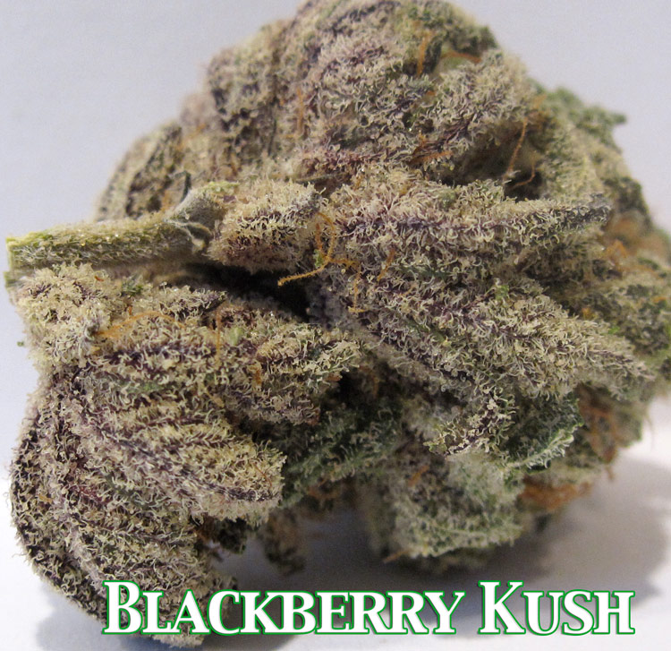 Blackberry Kush Weed