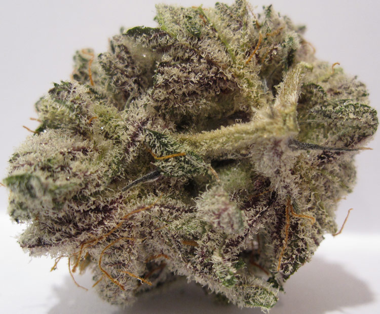 blackberry kush