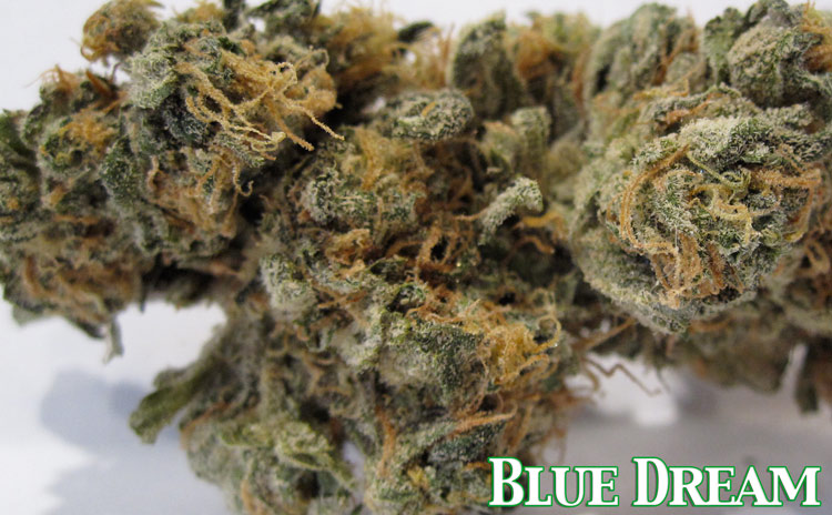 Blue Dream Medical Marijuana