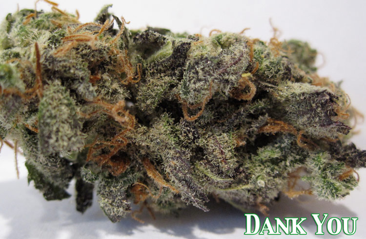 Dank You (northern lights x haze x dynamite)