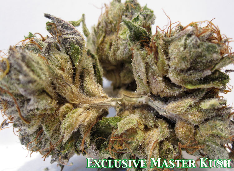 exclusive master kush