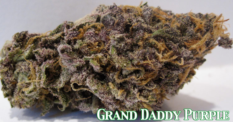 Grand Daddy Purple Medical Marijuana