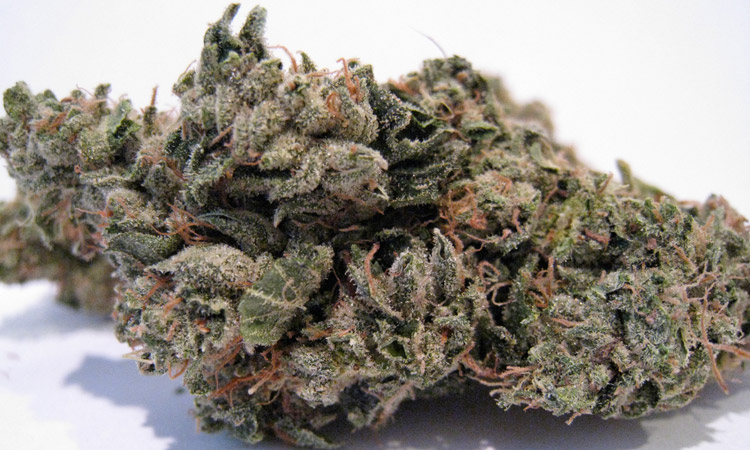 Organic Headband (sour diesel x og kush)