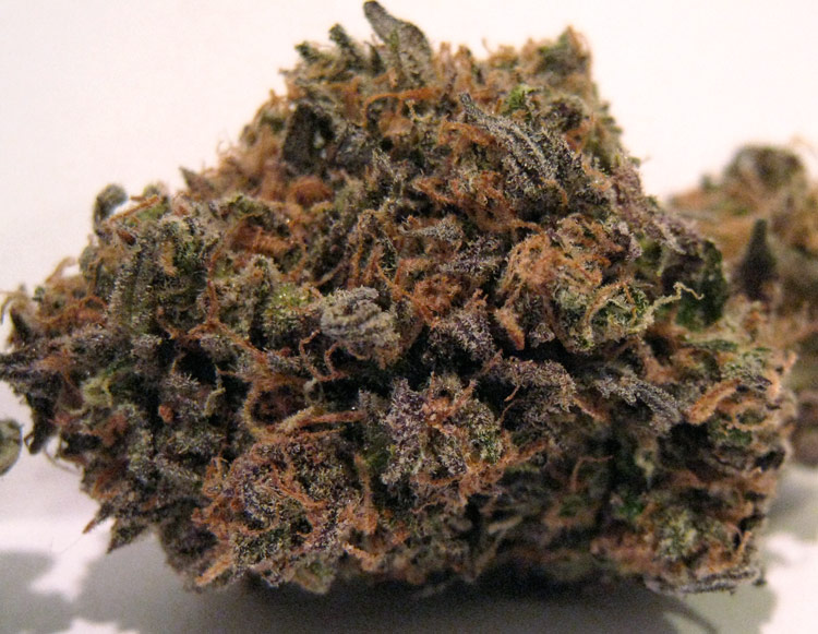 Purple G13